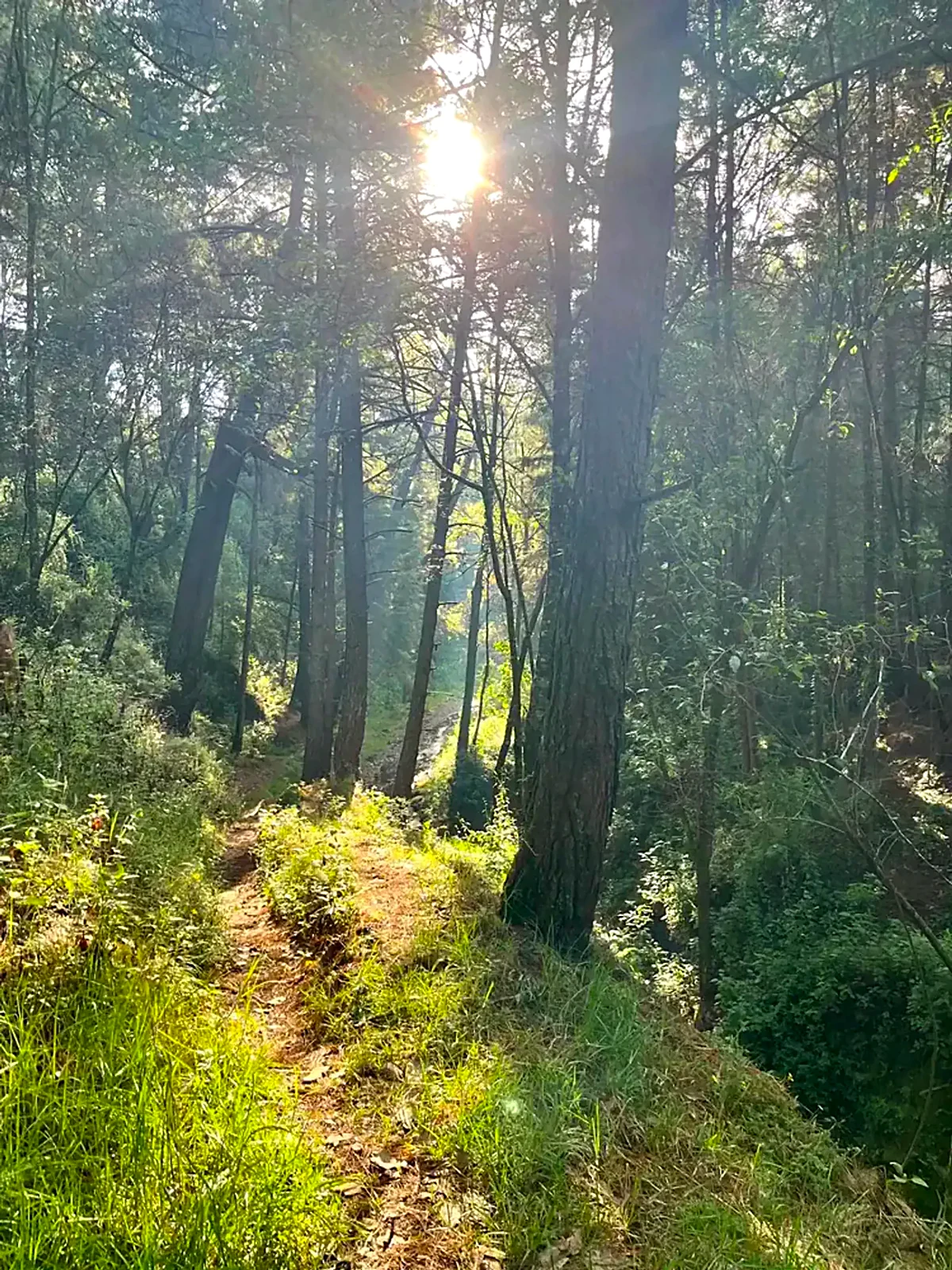 Sunlight streaming through a pine forest trail in the hills of central México